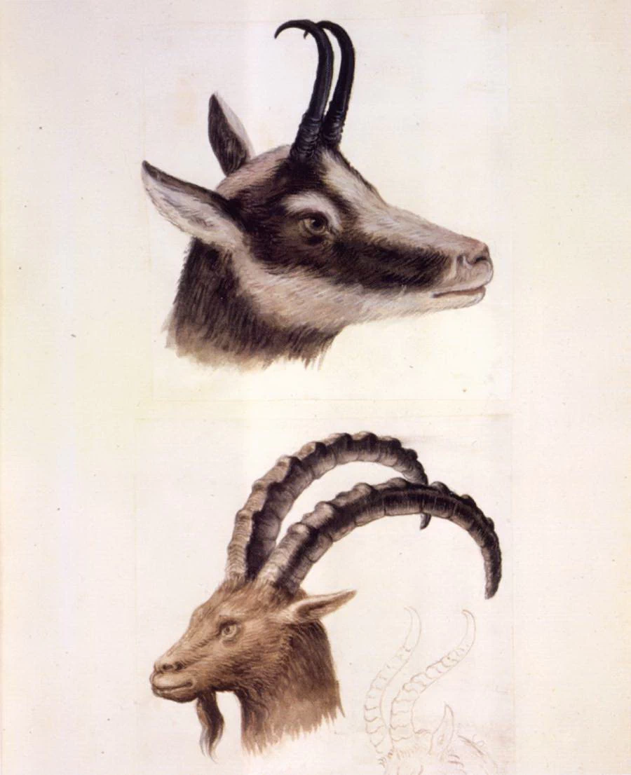 Studio di teste di animali - Österreichische Nationalbibliothek, Vienna